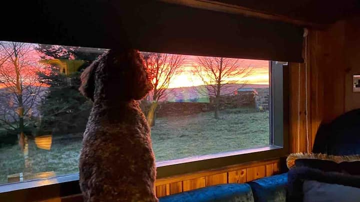 Valley Vista Shepherd's photo 4