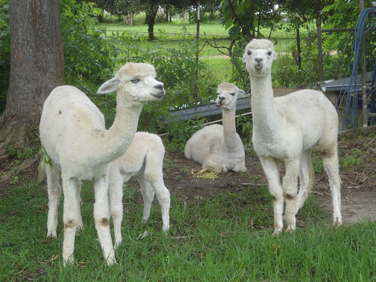 A group of alpacas is seen in a lush green setting, with two young alpacas in the foreground and two adults in the background. The animals are covered in soft white fur, surrounded by grass and trees, conveying a peaceful farm atmosphere.