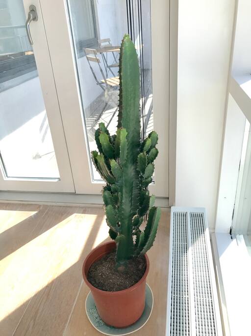 Plant