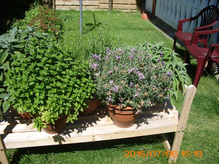 Blick in den Garten