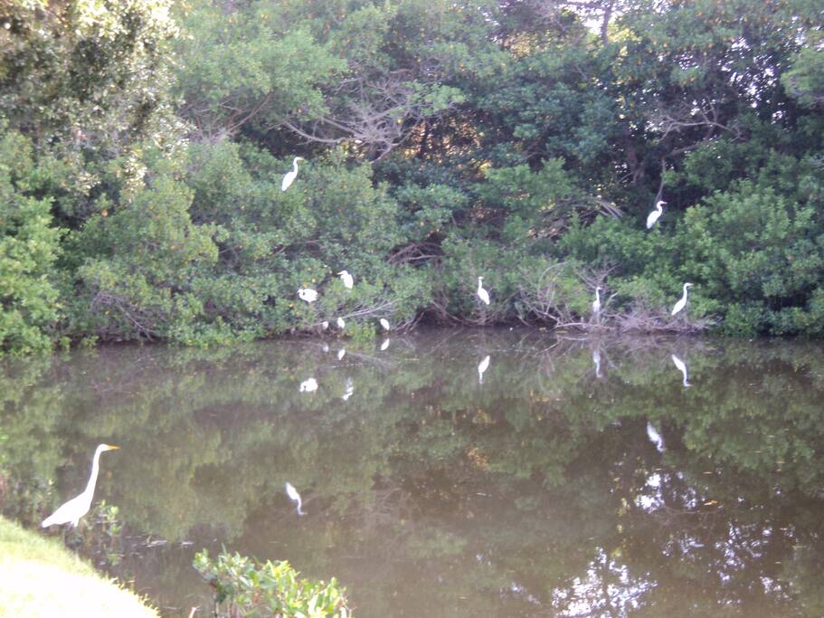 Heron lagoon