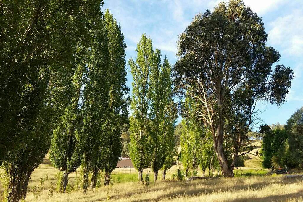 Poplars