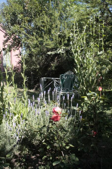 Jardin de lavandas, rosas y achicorias , ideal para unos matecitos a la sombra de unos espinillos.