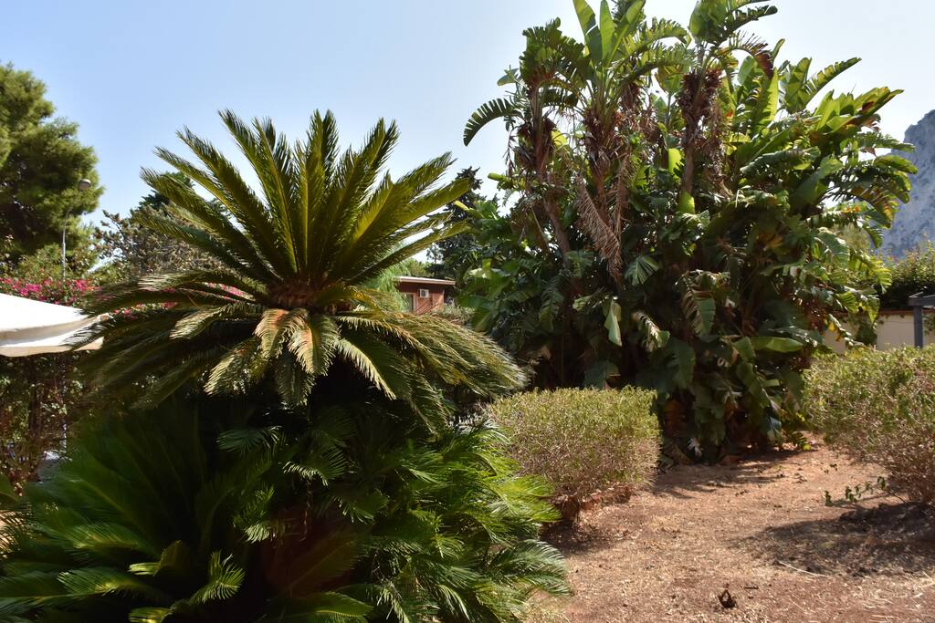 Giardino