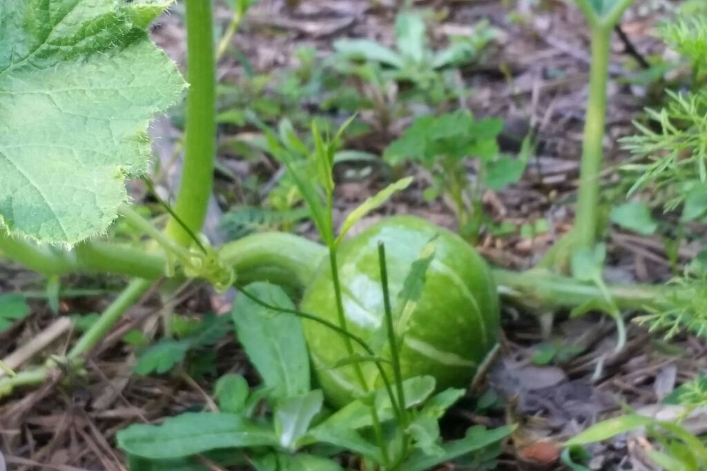 squash