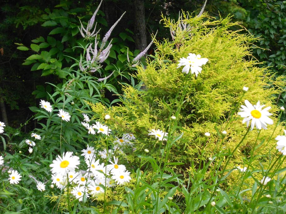 ... in full summer bloom ...