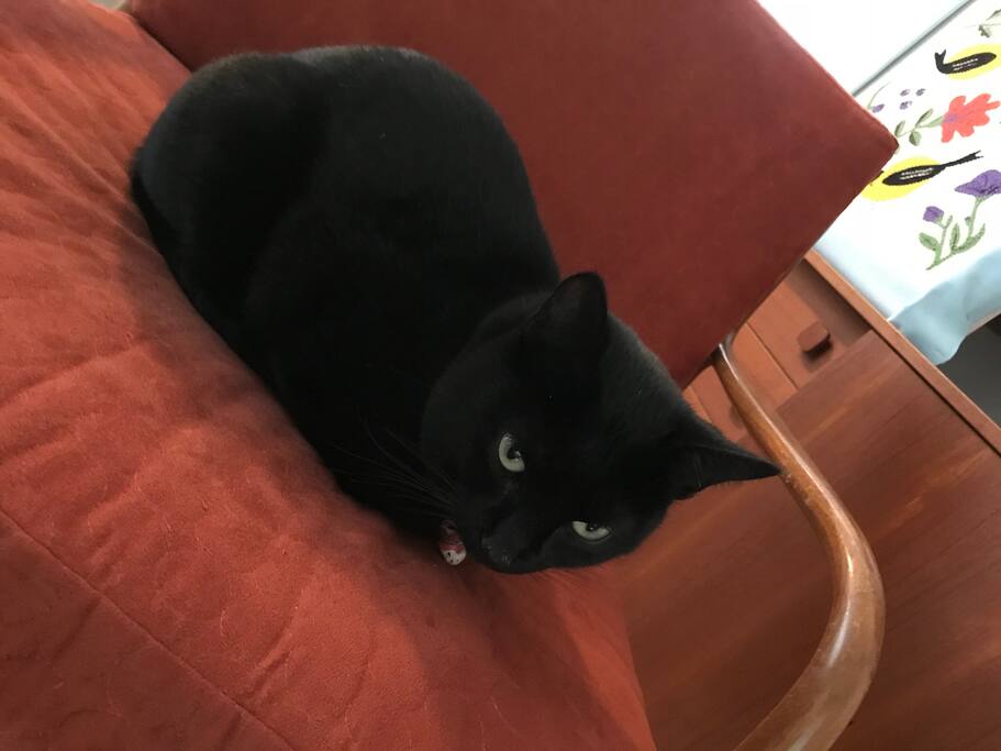 Kitty host 2.