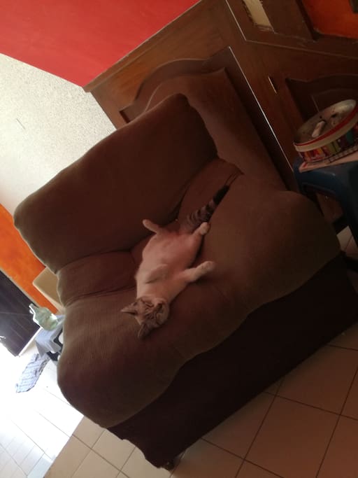 Mi mascota. La sasha.