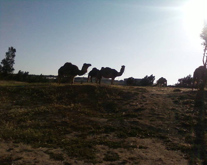 Vue sur la colline avec les chameaux du Centre de Randonné a dos de chameaux , de cheval ou en calèche du voisinage