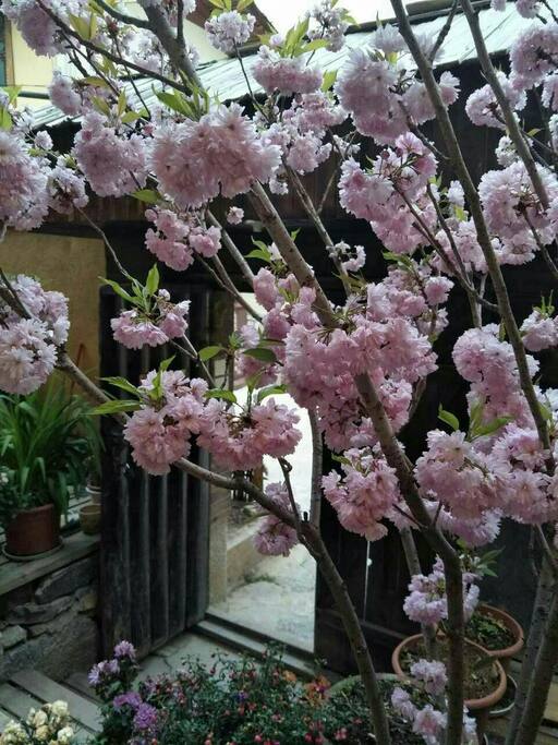 樱花开了
