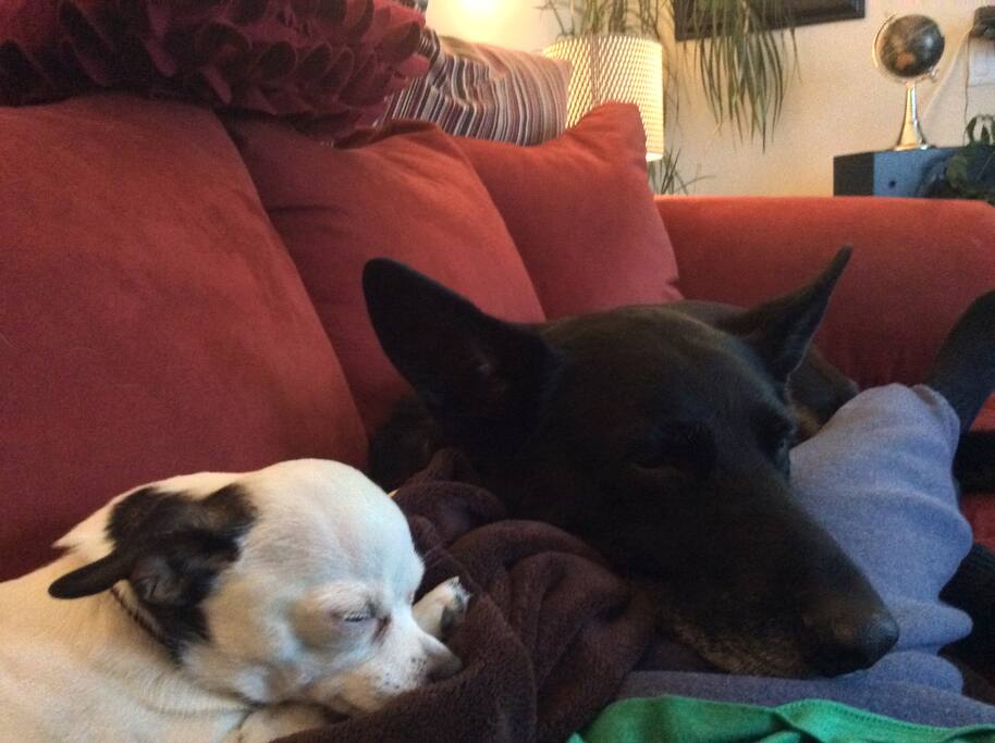 Here are the girls.....Daisy and Cheba