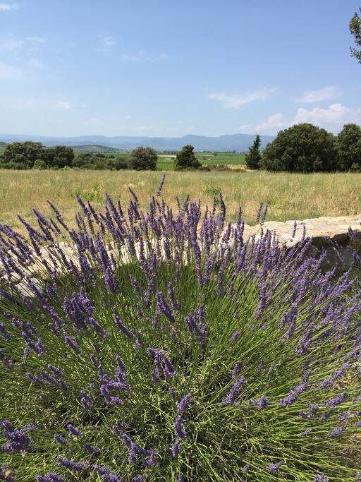 la vue depuis le jardin