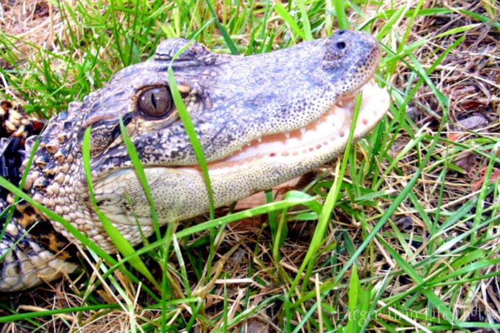 Mama Odie, one of 2 inhouse Alligators.