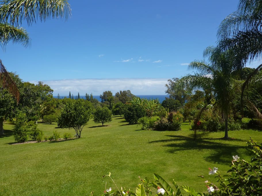 View across orchard; ocean in the background