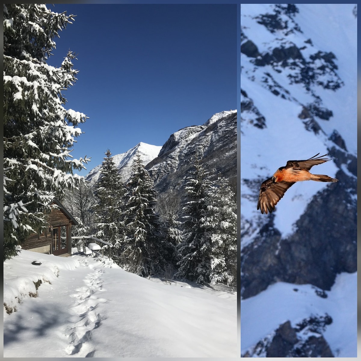 A winter scene captures a snowy pathway leading towards a rustic chalet nestled among evergreen trees. Majestic mountains rise in the background, while an eagle soars gracefully above, highlighting the natural beauty of the serene surroundings.