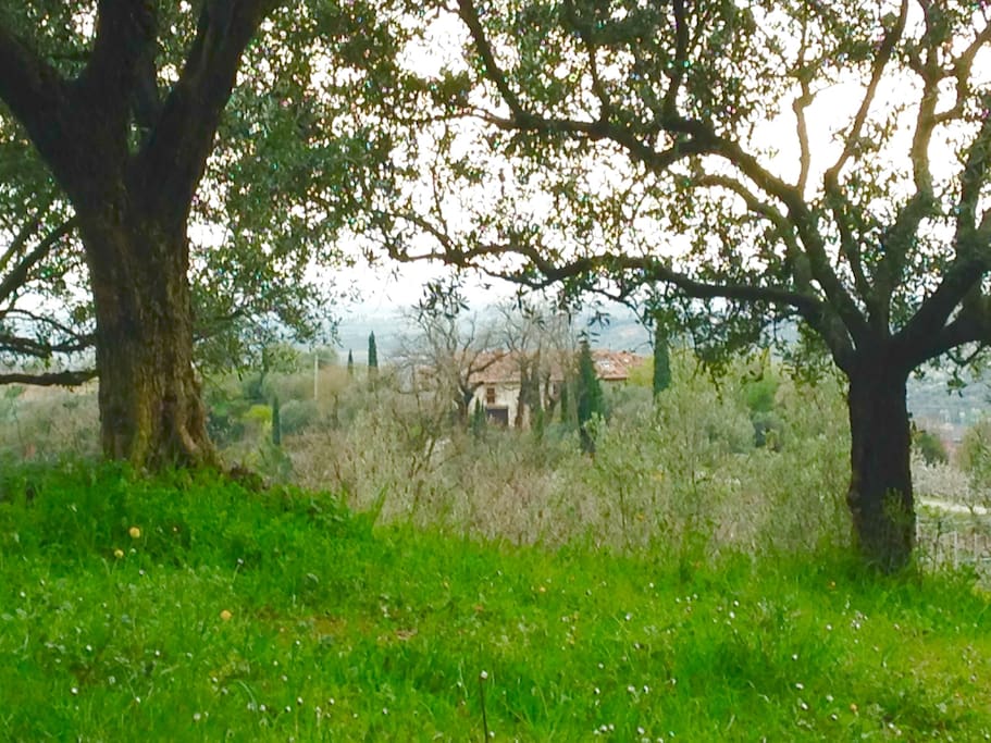 Il Castello from the hillside above