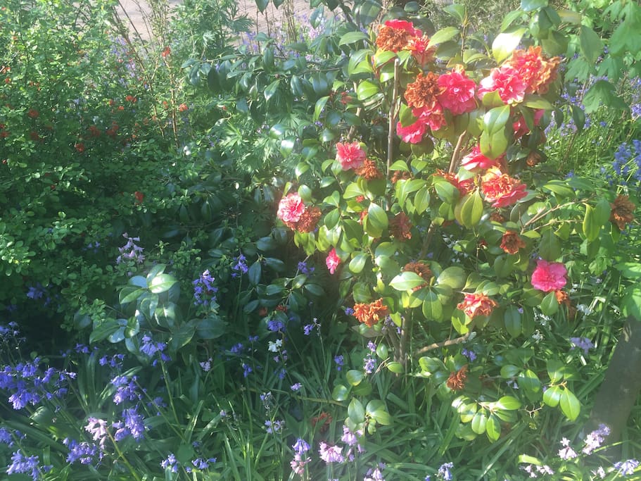 Flowers in our garden
