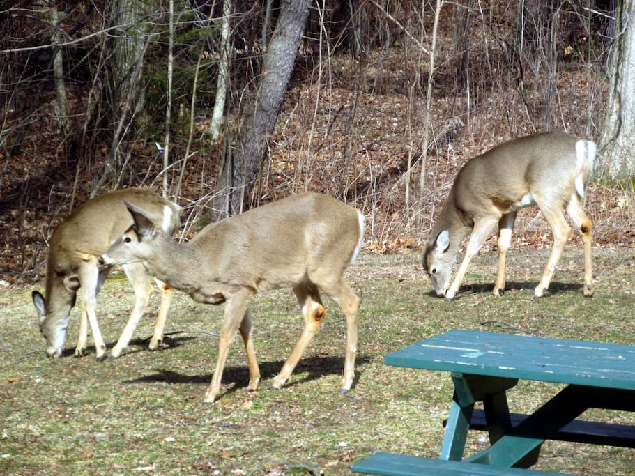 Wildlife in our backyard