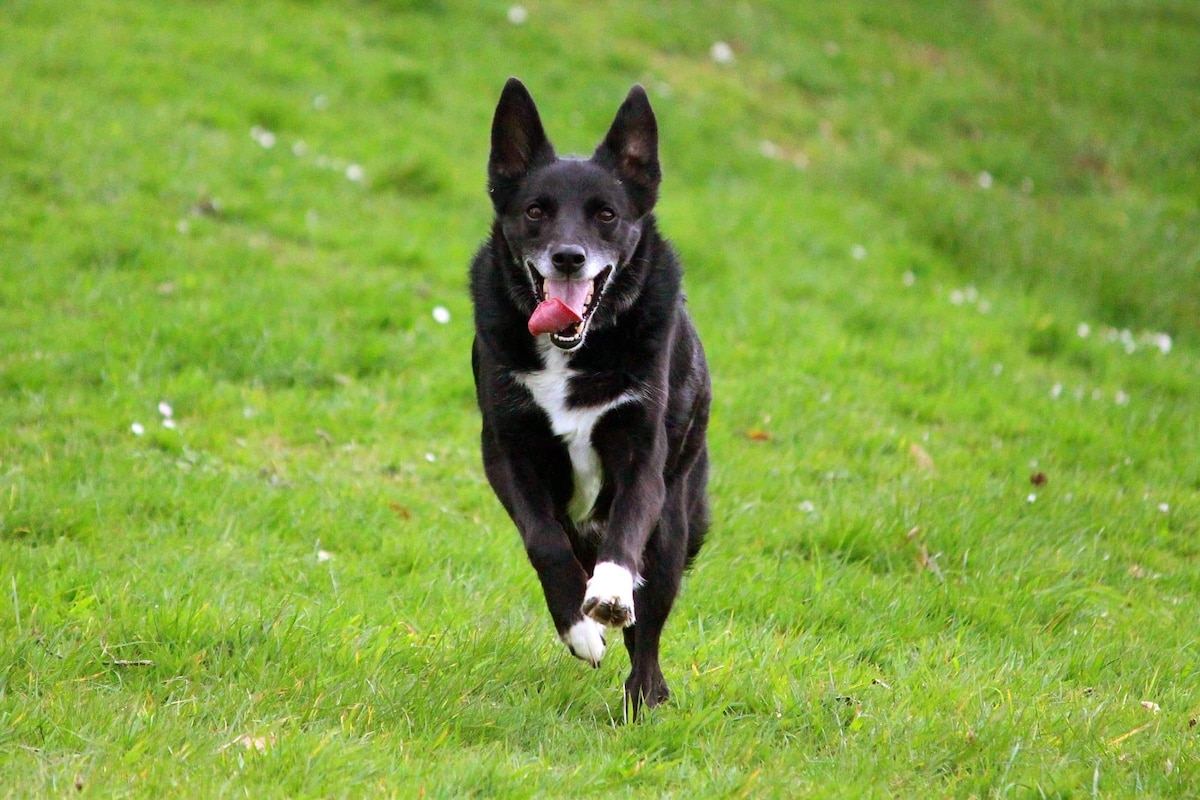 A black and white border collie is captured mid-run across a grassy area. The dog's tongue is out, and it exhibits energy and joy while playing in the open space. The lush green grass creates a vibrant backdrop for the lively scene.