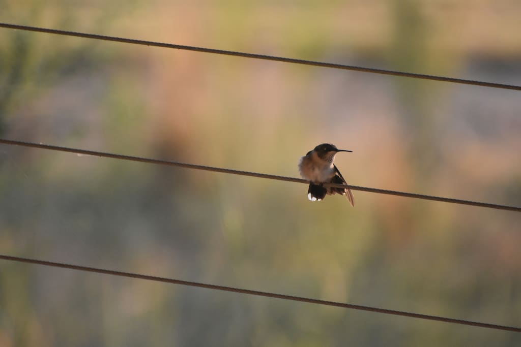 Hummingbird Sanctuary