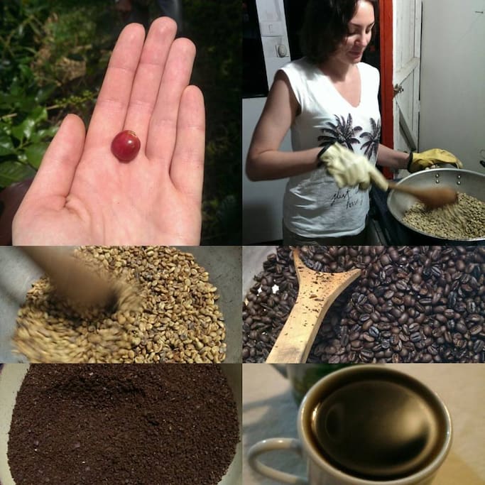 Recolecta, seca, trilla, tosta y tomate tu propio café!