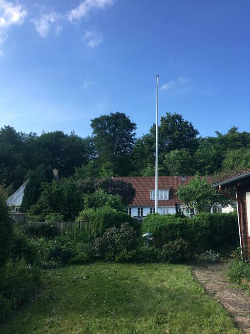 Skoven i baggrunden.