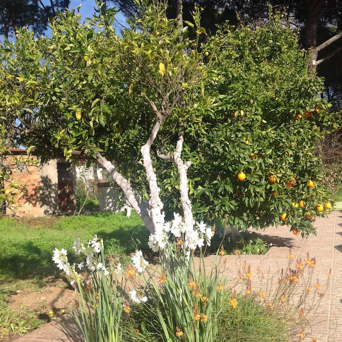 Fruit trees in the garden