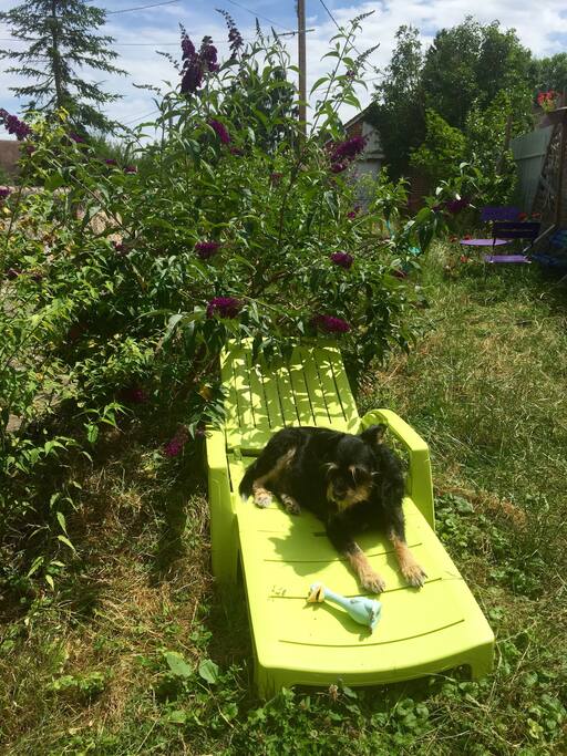 Popeye, le chien de la maison