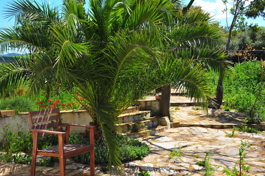Palm tree/palmera