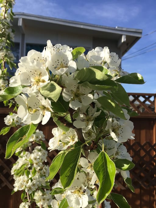 Pear blossoms in our backyard.
