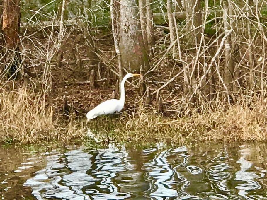 A white herring on the lake