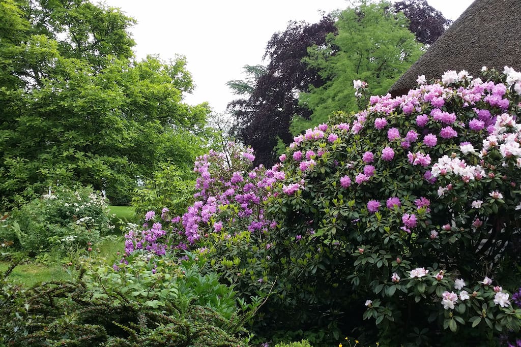 jardin fleuri