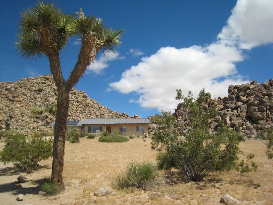 Front yard area