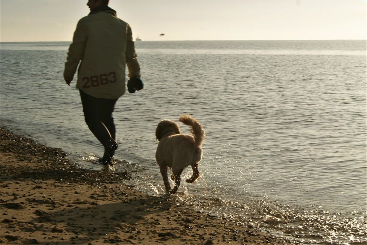 A person walks along the beach beside a dog, moving along the water's edge. The shoreline fades into a calm sea, reflecting soft sunlight. Gentle waves lap at the sandy beach, suggesting a tranquil outdoor setting for strolls and outdoor activities.