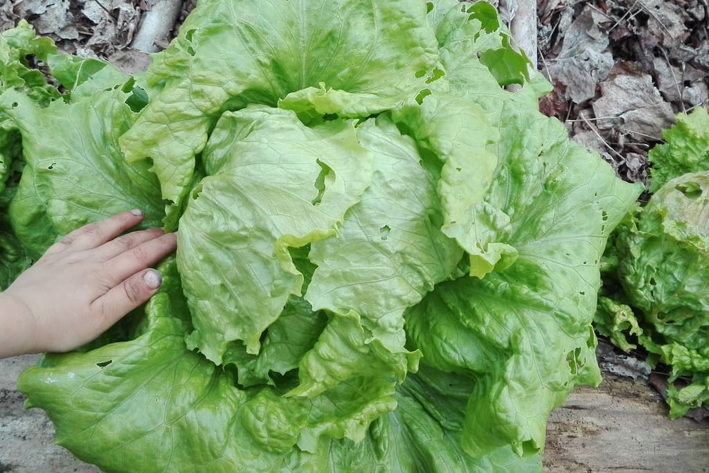 Permacultura - Permaculture