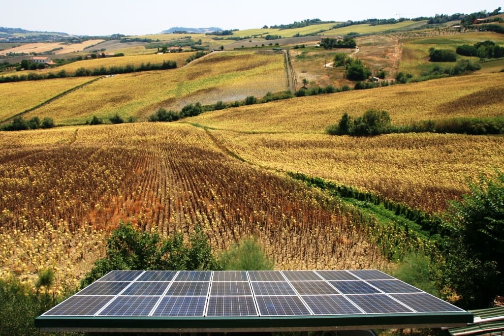 L'impianto fotovoltaico immerso tra i girasoli