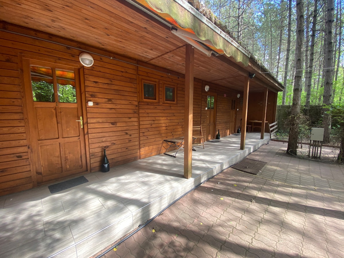 The wooden exterior of a cabin is visible, featuring a covered porch with multiple entrances. Sunlight filters through the trees, casting shadows on the stone pathway, which leads to outdoor seating arrangements. A serene forest ambiance surrounds the area, inviting relaxation.