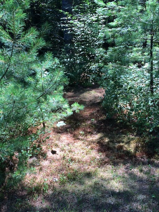 A small path leads you to a soft bed of pine needles to set your tent on.