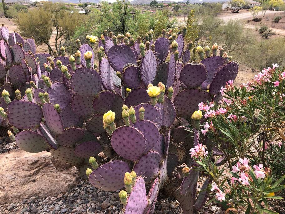Cactus