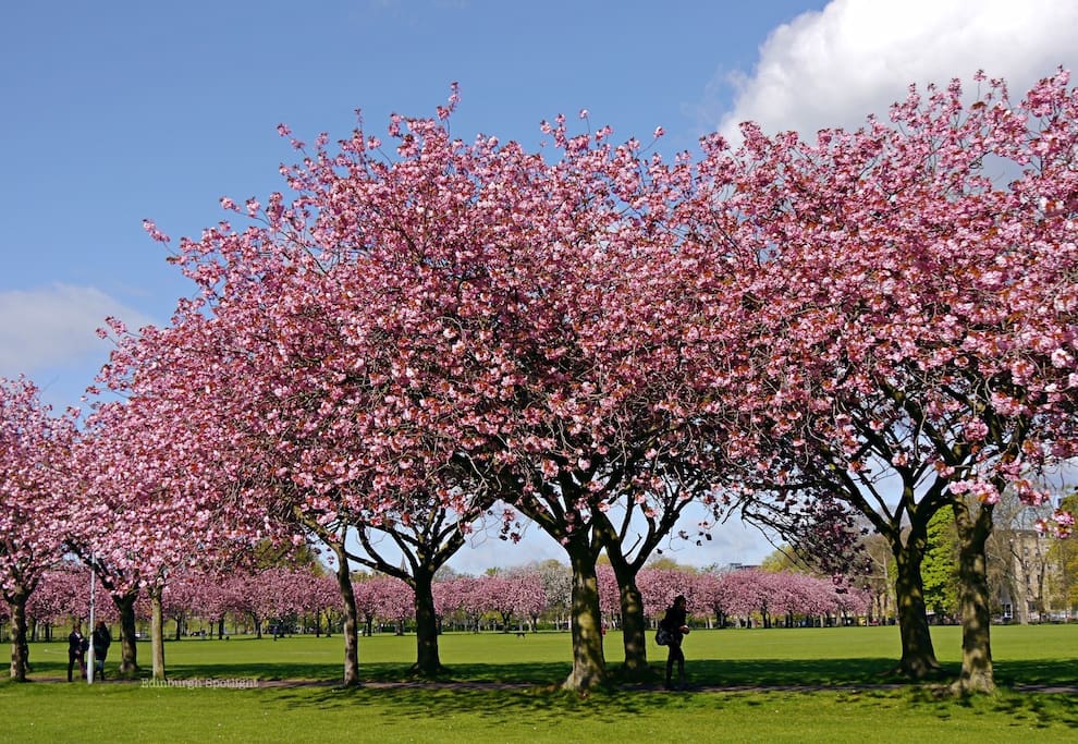 Spring in the Meadows