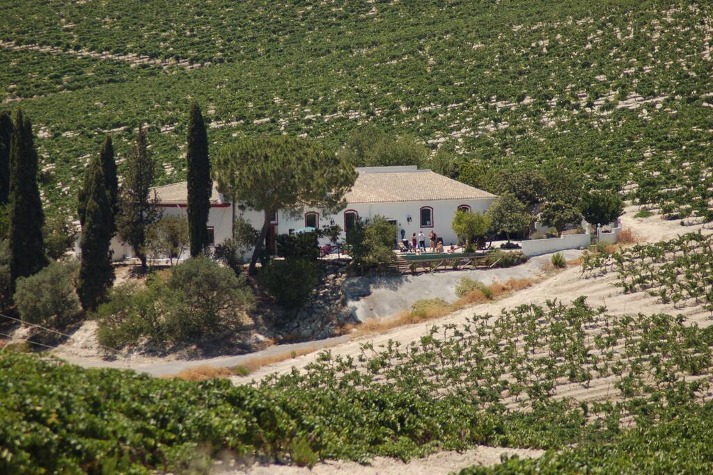 Rodeado de su viñedo.
