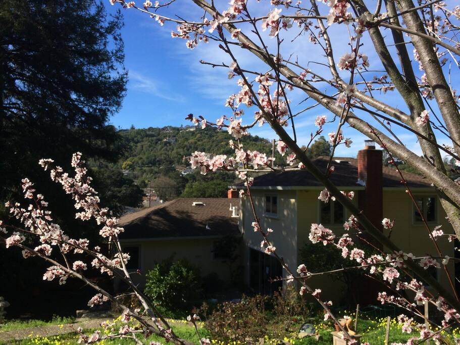 The view of our house from the top of our backyard