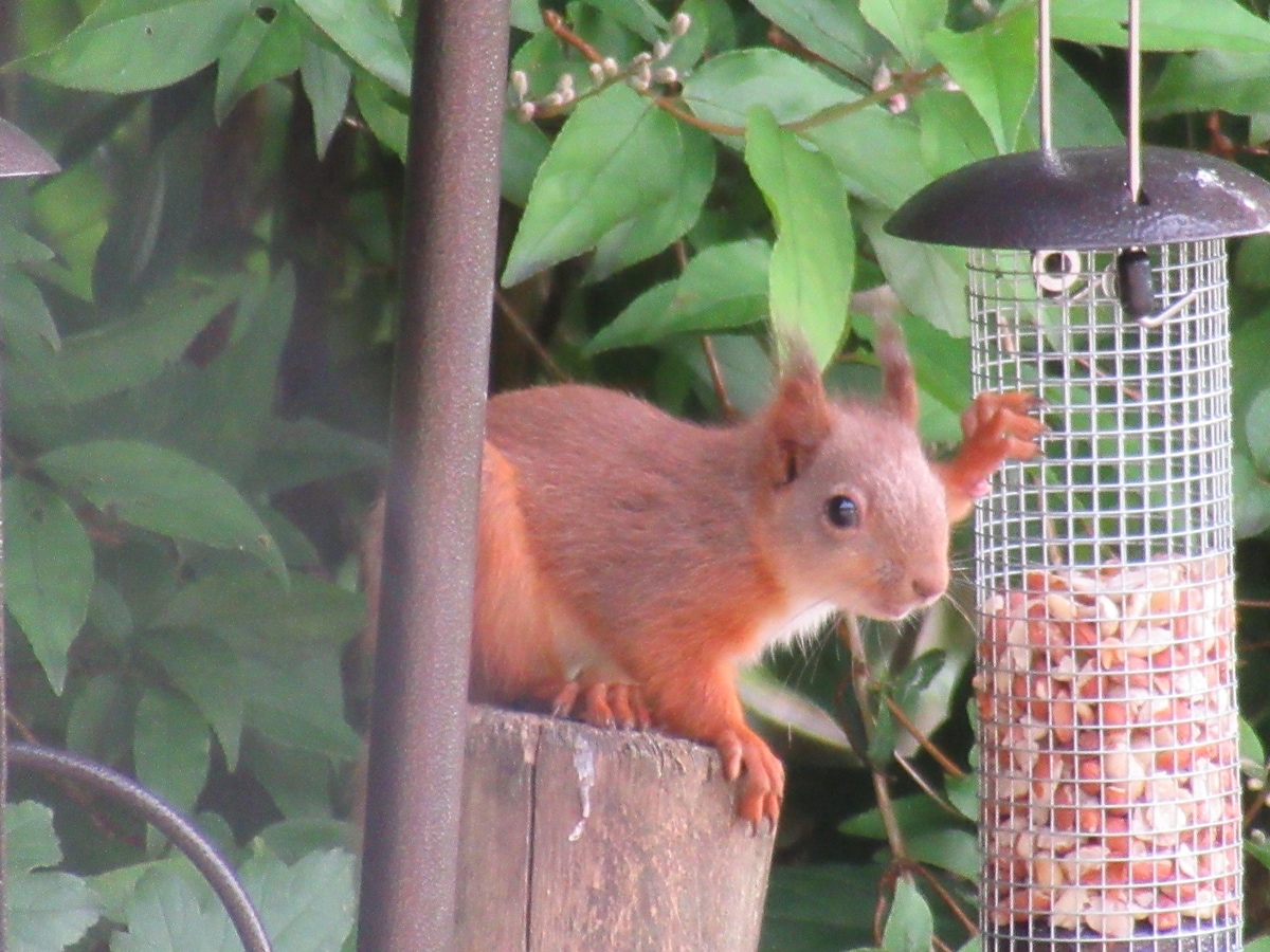 A red squirrel is perched on a wooden post, one paw resting on the edge. The squirrel is gazing towards a hanging feeder filled with nuts. Lush green foliage provides a natural backdrop, creating a serene and vibrant outdoor scene.