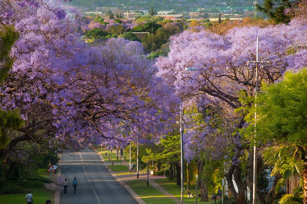 Jacaranda Lined Suburbs