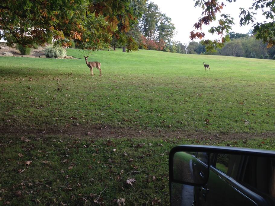 Wildlife surrounds you