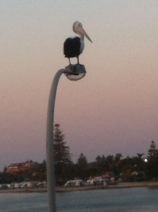 Pelican Feeding in the Park every day at 3:30PM. Or just wait for them to visit you right in front of your balcony