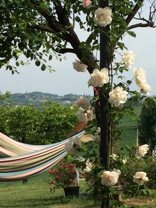 l'amaca in mezzo alle rose antiche