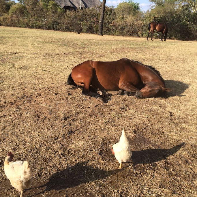 Enjoy happy horses and chickens