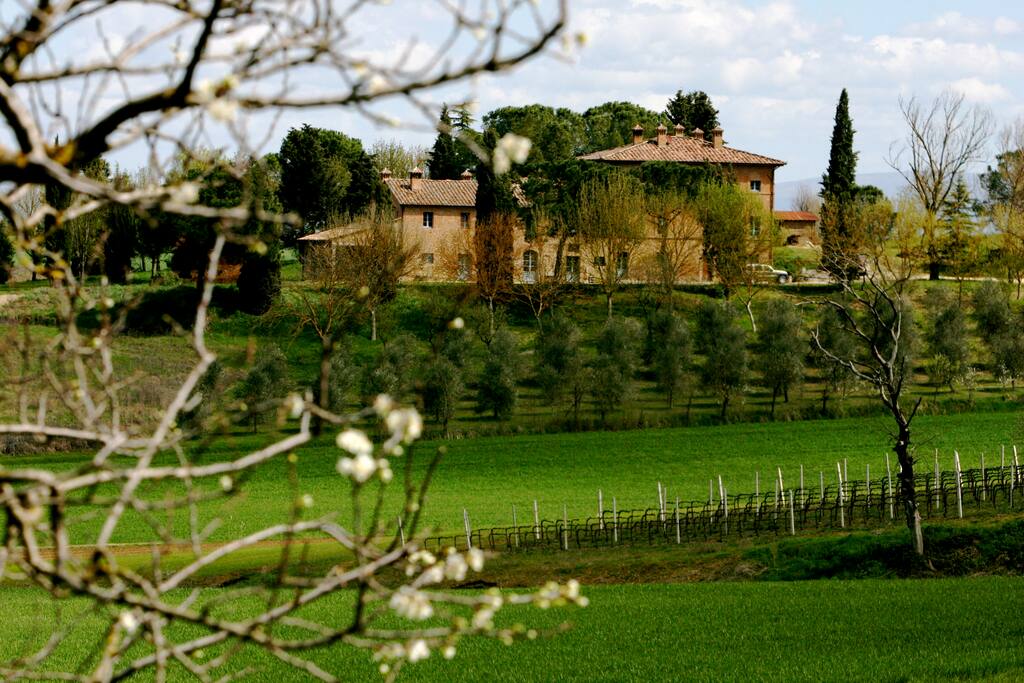 House with olive grove and vineyards