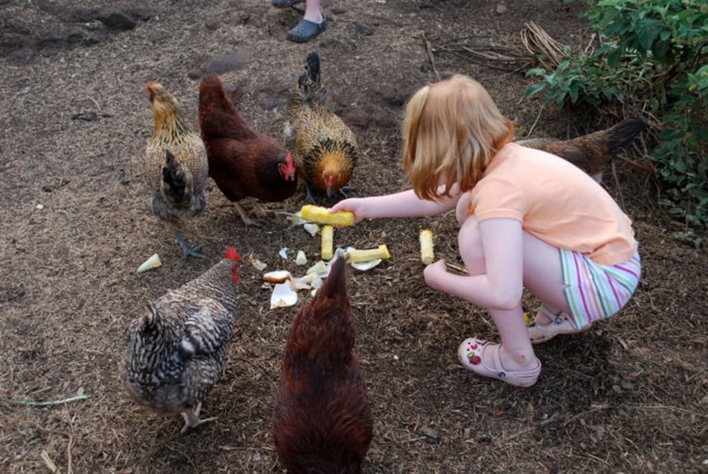 Pet chickens on the premises (but you don't have to interact)